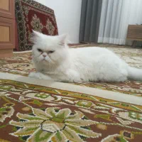 گربه پرشین