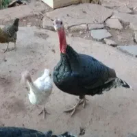 بوقلمون|حیوانات مزرعه|کوهدشت, |دیوار