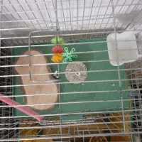 قفس بزرگ و کوچیک و لوازم جانبی|لوازم جانبی حیوانات|کرمانشاه, |دیوار