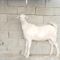 تیشتر  سانن