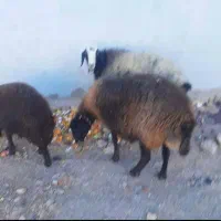 دوراس گوسفندویک عددبره ماده