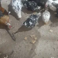 تخم مرغ نطفه دارگلین