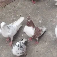 کبوتر