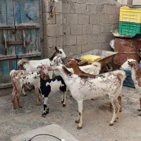 چند عدد کهره گیسه گوشتی برای ماه مبارک رمضان