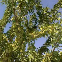 توزیع نهال بادام اسکندر دیرگل و پوست کاغذی