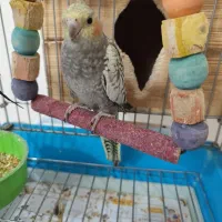 عروس هلندی|پرنده|رشت, جانبازان|دیوار