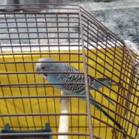 مرغ عشق معاوضه با کبوتر