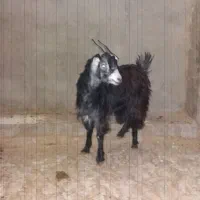 فروش بزغاله ماده آبستن|حیوانات مزرعه|پاکدشت, پارچین|دیوار