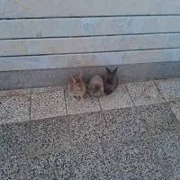 خرگوش لپ بالغ