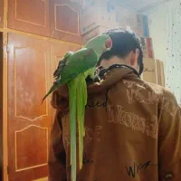 شاه طوطی اهلی|پرنده|خوی, |دیوار