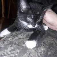 واگذاری|گربه|گرگان, |دیوار