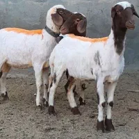 بره ماده داشتی آبستن جنس کله بور عالی