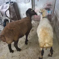 بره نرگیج|حیوانات مزرعه|حسین آباد, |دیوار