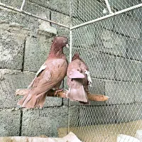سینه سرخ|پرنده|خسروشاه, |دیوار