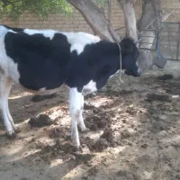 گاو آبستن ۷ماه وشنگل