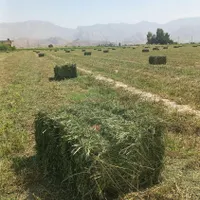 یونجه درجه یک تحویل دامداری|حیوانات مزرعه|شیراز, احمدآباد|دیوار