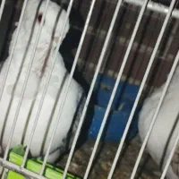 کبوتر بلژیکی|پرنده|قم, نیروگاه|دیوار