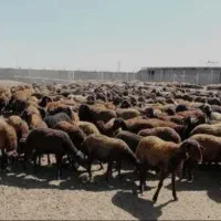 خرید و فروش انواع دام میش گوساله