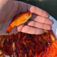 ماهی قرمز عید