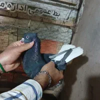 دومسفید چش نوک سفید