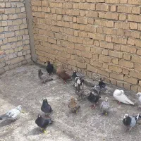 کبوتر پلاکی رنگی