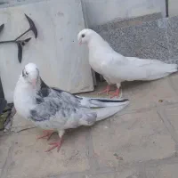 یک جفت کبوتر