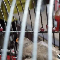 سهره دورگه زاغ|پرنده|شیراز, شهرک بهار|دیوار