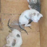 واگذاری گربه