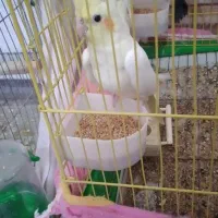 عروس هلندی|پرنده|هامون, |دیوار