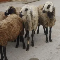 شیشک دودندان آبستن