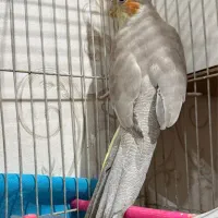 جفت|پرنده|مشهد, هدایت|دیوار