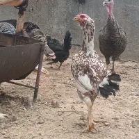 لاری