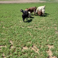 بز و بزغاله