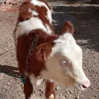 گاو گوساله سیمینتال بیل یارد جوان