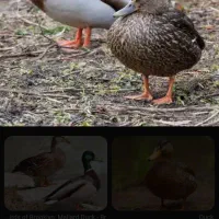 اردک پاک کرده