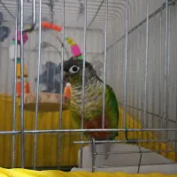 طوطی گمشده