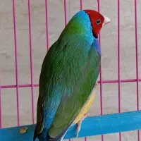 فنچ گلدین نر