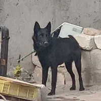 یک قلاده سگ ژرمن پاخرگوشی اصل به فروش می رسد