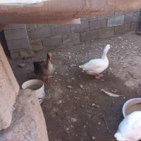 غاز برای فروش