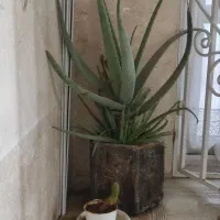 گیاه داروی آلوورا