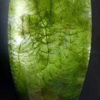 گیاه شویدی، لجن خوار