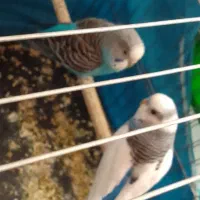 مرغ عشق|پرنده|پاکدشت, پاکدشت (مامازند)|دیوار