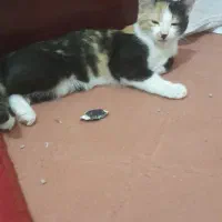 گربه ماده ۳ماهه|گربه|قم, ولیعصر|دیوار