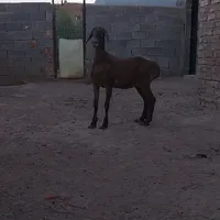 فروش بره قوچی