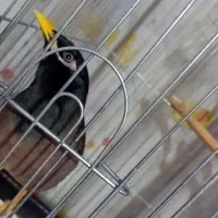 مرغ مینام رفته|حیوانات|ملارد, |دیوار