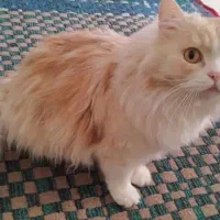 گربه رگدال پرشین۴ساله