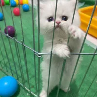 گربه|گربه|بجنورد, |دیوار