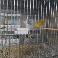 ۲۵ عدد قناری به صورت یکجا بفروش میرسد