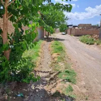 دامداری گاوداری