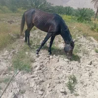 اسب